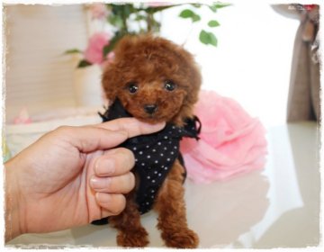 トイプードル(ティーカップ)【岡山県・女の子・2018年3月20日・レッド】の写真「小さな可愛すぎる女の子」