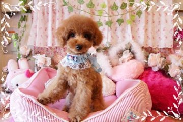 トイプードル(タイニー)【岡山県・男の子・2015年8月6日・レッド】の写真「目も大きく可愛いお顔、相性も良い子です」