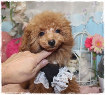 トイプードル(ティーカップ)【岡山県・男の子・2019年8月25日・レッド】の写真「ミニミニサイズのハンサムボーイ」