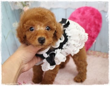 トイプードル(タイニー)【岡山県・男の子・2018年10月15日・レッド】の写真「甘いマスクのおっとりしたハンサムボーイ」