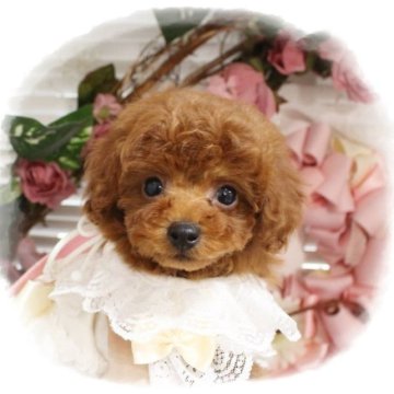 トイプードル(タイニー)【岡山県・男の子・2023年4月24日・レッド】の写真「甘々フェイスのアイドル男子」