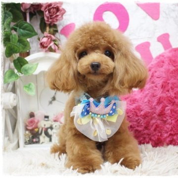 トイプードル(ティーカップ)【岡山県・男の子・2023年7月9日・レッド】の写真「ほんのりした大人しくて可愛い」