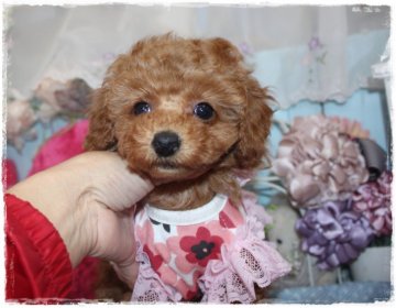 トイプードル(タイニー)【岡山県・女の子・2019年11月27日・レッド】の写真「目も大きな美形ちゃん」