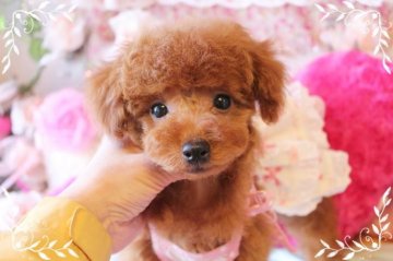 トイプードル(ティーカップ)【岡山県・女の子・2014年12月11日・レッド】の写真「小さくても元気、明るい性格しています」