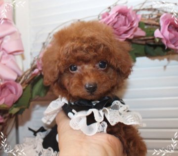 トイプードル(タイニー)【岡山県・男の子・2021年8月30日・レッド】の写真「怖がりちゃんで可愛い大人しい僕ちゃん」