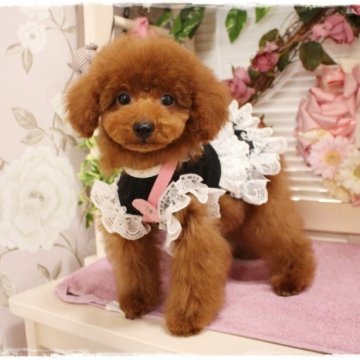 トイプードル(タイニー)【岡山県・男の子・2023年9月6日・レッド】の写真「可愛い仕草する優しい男の子」