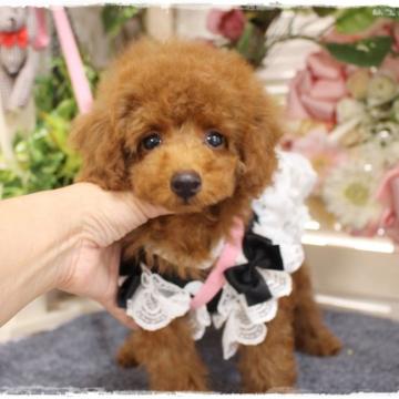トイプードル(タイニー)【岡山県・男の子・2022年6月4日・レッド】の写真「お値下げしました。まん丸なお目目の可愛いお顔した子」