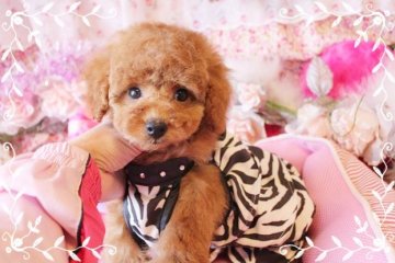 トイプードル(タイニー)【岡山県・男の子・2015年9月19日・アプリコット】の写真「フワフワモコモコ可愛い男の子」