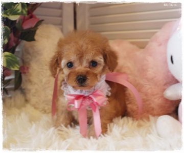 トイプードル(ティーカップ)【岡山県・女の子・2021年11月9日・アプリコット】の写真「フワフワ明るいカラーの小さな可愛いお姫様」