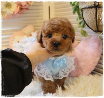 トイプードル(トイ)【岡山県・男の子・2022年1月13日・レッド】の写真「穏やかな性格で優しい男の子」