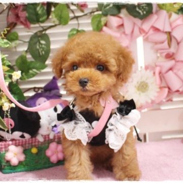 トイプードル(タイニー)【岡山県・男の子・2024年5月22日・レッド】の写真「優しいお顔だちのハンサムボーイ」