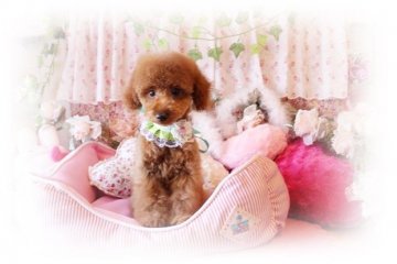 トイプードル(タイニー)【岡山県・男の子・2015年8月6日・アプリコット】の写真「くっきりお目目の可愛いお顔の愛想も良く明るい子」
