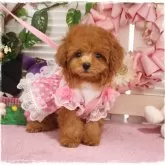 タイニープードル【岡山県・女の子・2024年4月10日・レッド】の写真1