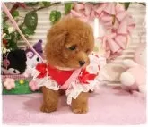 タイニープードル【岡山県・女の子・2024年5月22日・レッド】の写真4