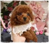 タイニープードル【岡山県・男の子・2023年4月24日・レッド】の写真4