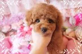 タイニープードル【岡山県・男の子・2015年9月19日・アプリコット】の写真5