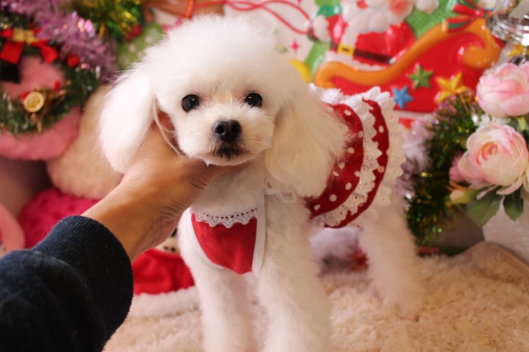 河原美智子ブリーダー