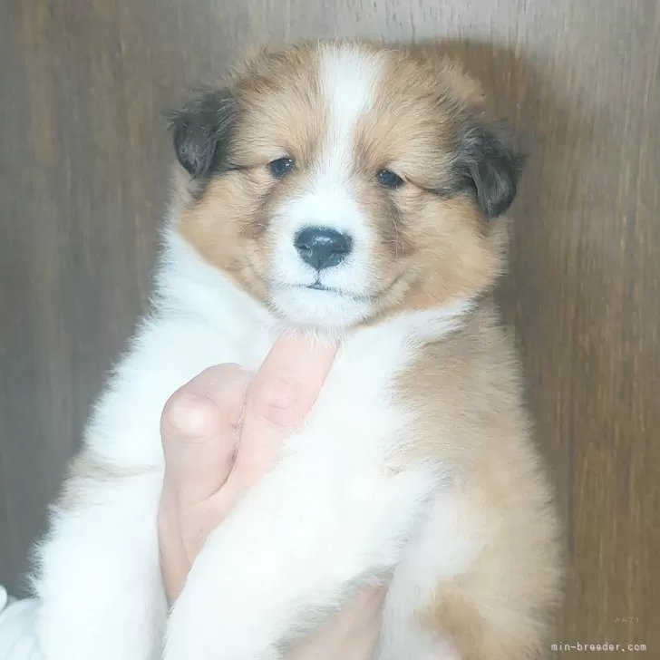 ID:2502-04090の子犬