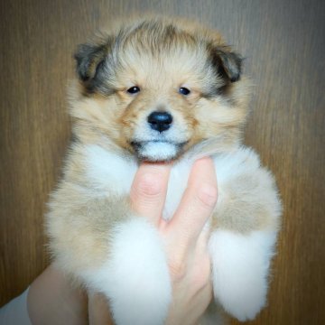 シェットランドシープドッグ【千葉県・男の子・2025年10月23日・セーブル&ホワイト】の写真「両親チャンピオン、人気の小さめサイズの男の子です！」