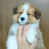 シェットランドシープドッグ