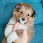 シェットランドシープドッグ