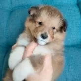 シェットランドシープドッグ