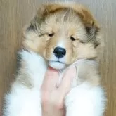 シェットランドシープドッグ