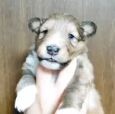 シェットランドシープドッグ