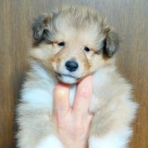 シェットランドシープドッグ