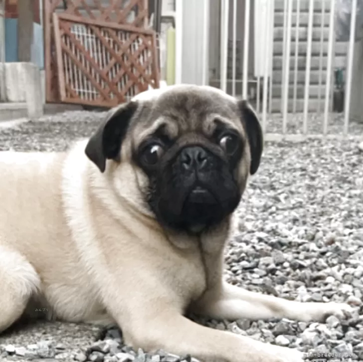 ID:2503-03634の子犬