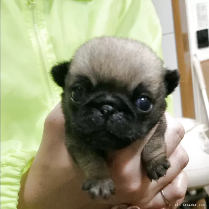 vittoli 様のお迎えした子犬