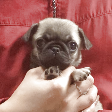 パグ【神奈川県・女の子・2025年9月27日・フォーン】の写真「5兄妹☆可愛いです☆」