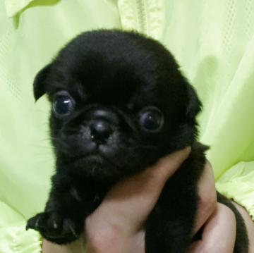 パグ【神奈川県・女の子・2025年9月27日・ブラック】の写真「お譲り先が決まりました☆」