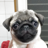 パグ