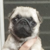 パグ