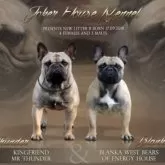 フレンチブルドッグ【神奈川県・女の子・2025年10月25日・フォーン】の写真7「祖父と祖母」