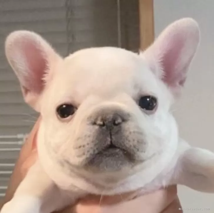 ID：2311-05596の子犬
