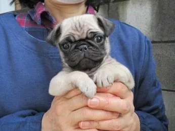 ID：1903-01708の子犬