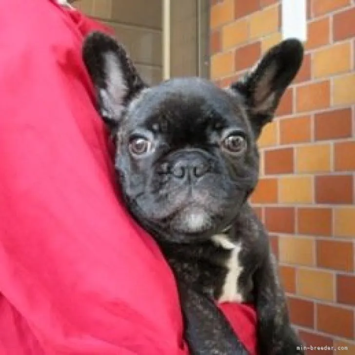 wanmama 様のお迎えした子犬