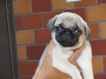 ID：1908-00466の子犬