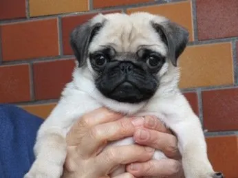 ID：1902-00590の子犬