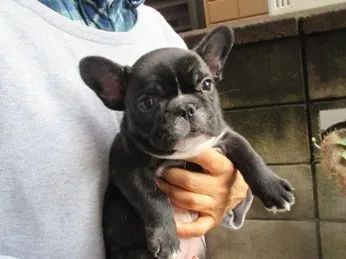 ID：2002-00328の子犬