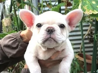 ID：2107-03317の子犬