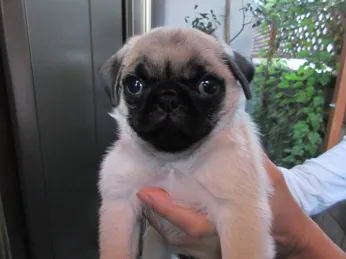 ID:1608-00321の子犬