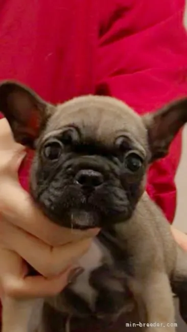 ID：2112-04053の子犬