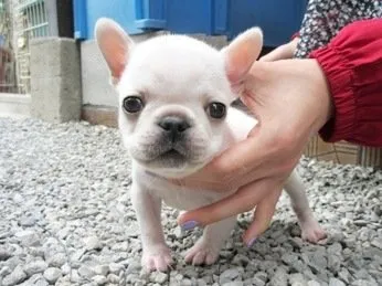 ID:2204-02825の子犬