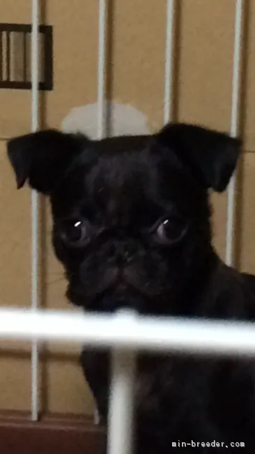 飯塚　ナッツ 様のお迎えした子犬
