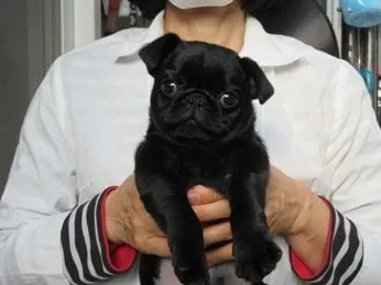 ID:1905-01364の子犬