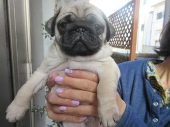 ID：1604-01212の子犬