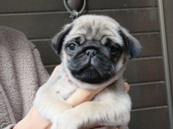 パグ【神奈川県・男の子・2019年10月31日・フォーン】の写真「愛嬌抜群♪良質のパグです☆」